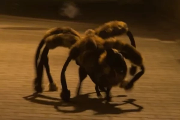 It looks like a dog in a spider's suit! It looks like a dog in a spider's suit!