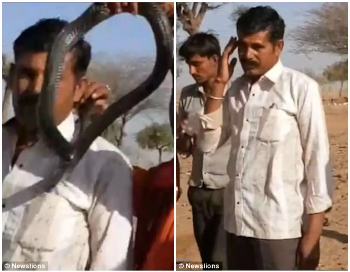 Man BITTEN on the face by cobra while posing for a photo with it, dies "within an hour" (photos, video) Man BITTEN on the face by cobra while posing for a photo with it, dies "within an hour" (photos, video)