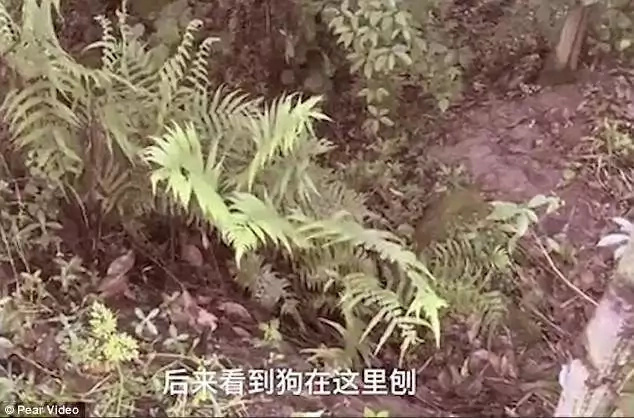Baby buried alive saved by a dog Baby buried alive saved by a dog