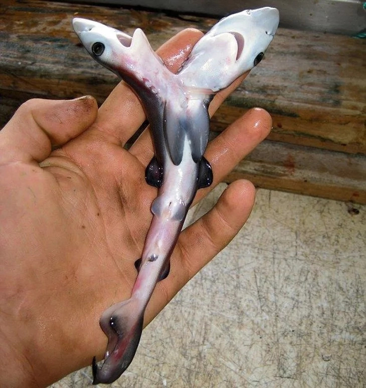 OMG: Fish with two heads baffles everyone (PHOTOS) OMG: Fish with two heads baffles everyone (PHOTOS)