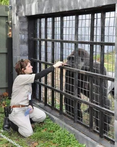 Ex-zookeeper defends killing gorilla to save boy Ex-zookeeper defends killing gorilla to save boy