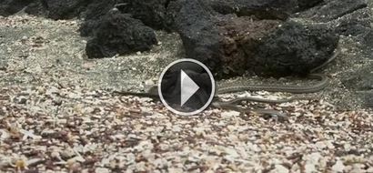 STRIKING VIDEO: Watch as this small iguana escapes a field full of snakes