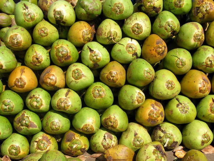 Probe on econ sabotage of China to RP coco industry sought Probe on econ sabotage of China to RP coco industry sought