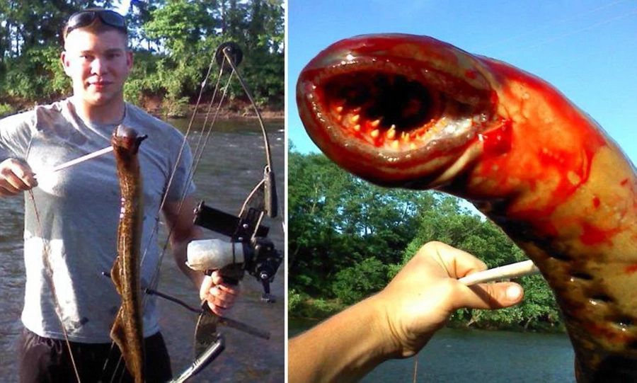 8 unbelievable sea monsters which live in deep-waters 8 unbelievable sea monsters which live in deep-waters