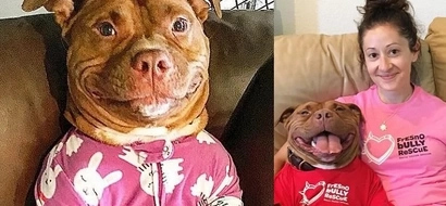 Meaty McMeatster won't stop smiling since the day he was taken from shelter