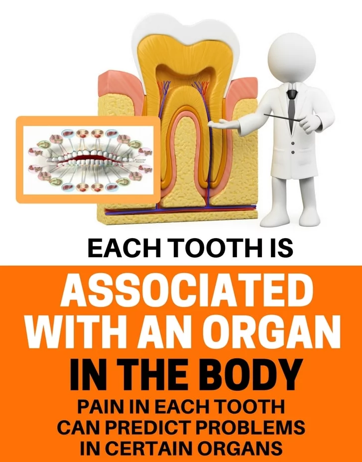 Each Tooth Is Associated With An Organ In The Body – Pain In Each Tooth Can Predict Problems In Certain Organs Each Tooth Is Associated With An Organ In The Body – Pain In Each Tooth Can Predict Problems In Certain Organs