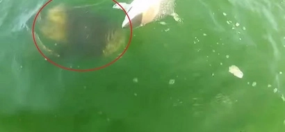 WATCH: Terrifying creature eats shark captured by fishermen