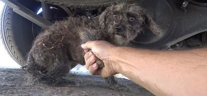 This homeless dog tried to hide her puppy from her rescuers