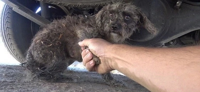This homeless dog tried to hide her puppy from her rescuers