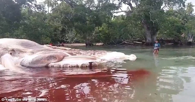 Locals bewildered as mysterious 15-meter giant sea creature washes up on beach Locals bewildered as mysterious 15-meter giant sea creature washes up on beach