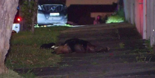 Underworld Criminal EXECUTED In The Street - No Arrests Made Yet Underworld Criminal EXECUTED In The Street - No Arrests Made Yet