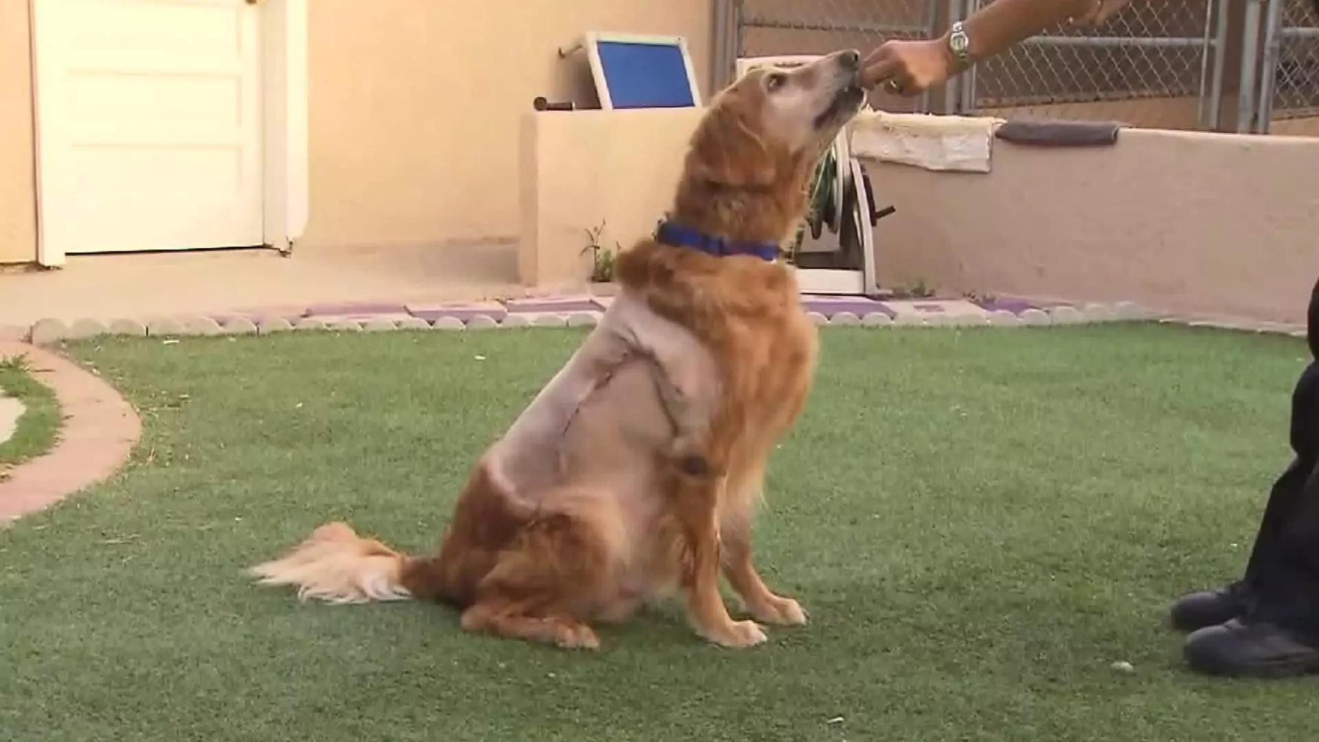 Dog undergoes surgery to remove 46-pound tumor Dog undergoes surgery to remove 46-pound tumor