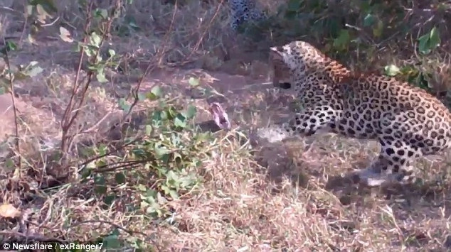 Epic! Angry leopard takes on PYTHON in deadly death fight; see who wins (photos, video)