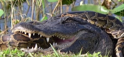 HORRIFYING: A snake exploded after eating a whole crocodile! What happened is shocking!