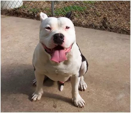 Dogs are heroes too! Here are 8 dogs who laid down their lives Dogs are heroes too! Here are 8 dogs who laid down their lives