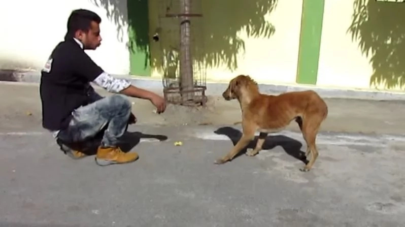 Rescuers couldn't catch him by hand Rescuers couldn't catch him by hand