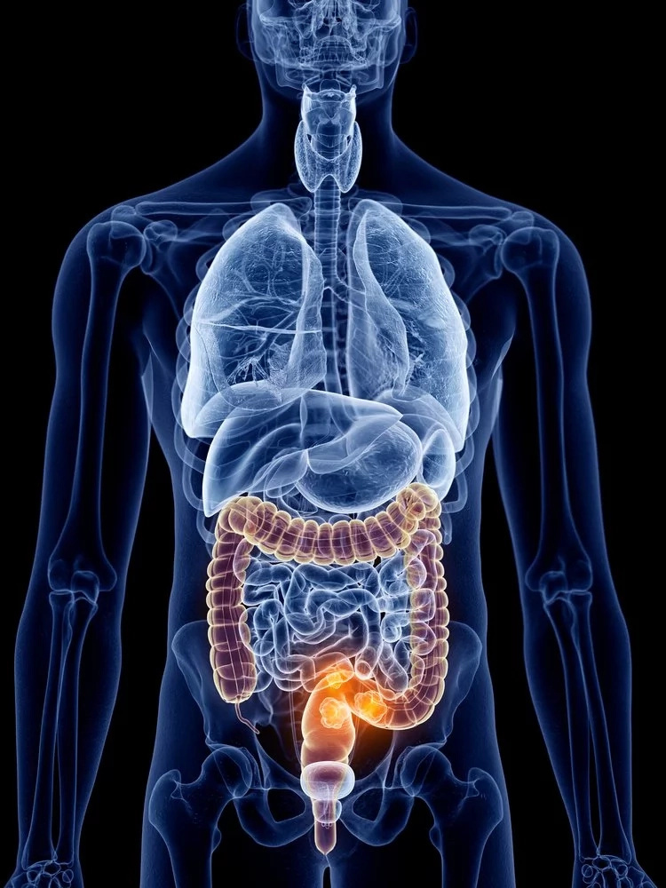 Système digestif | Source : Shutterstock