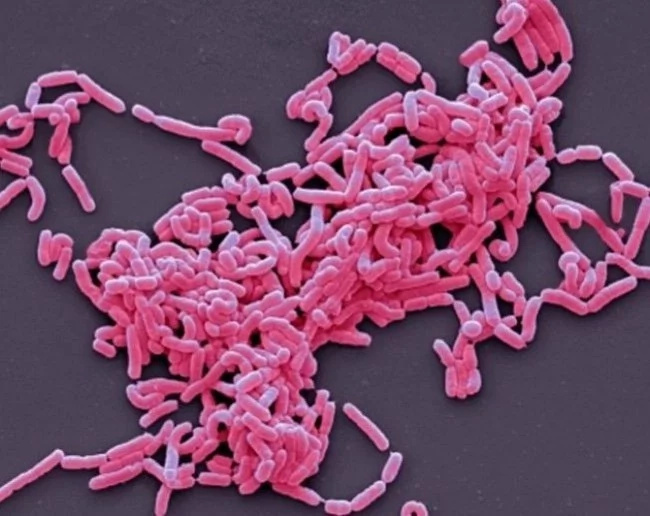 This bacteria can protect your lady part from HIV This bacteria can protect your lady part from HIV