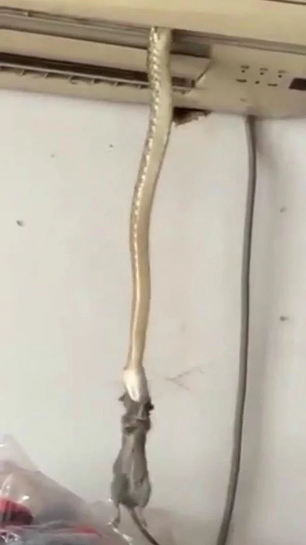 snake snake