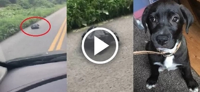 Woman looked into a moving trash bag on the roadside and saved an innocent live