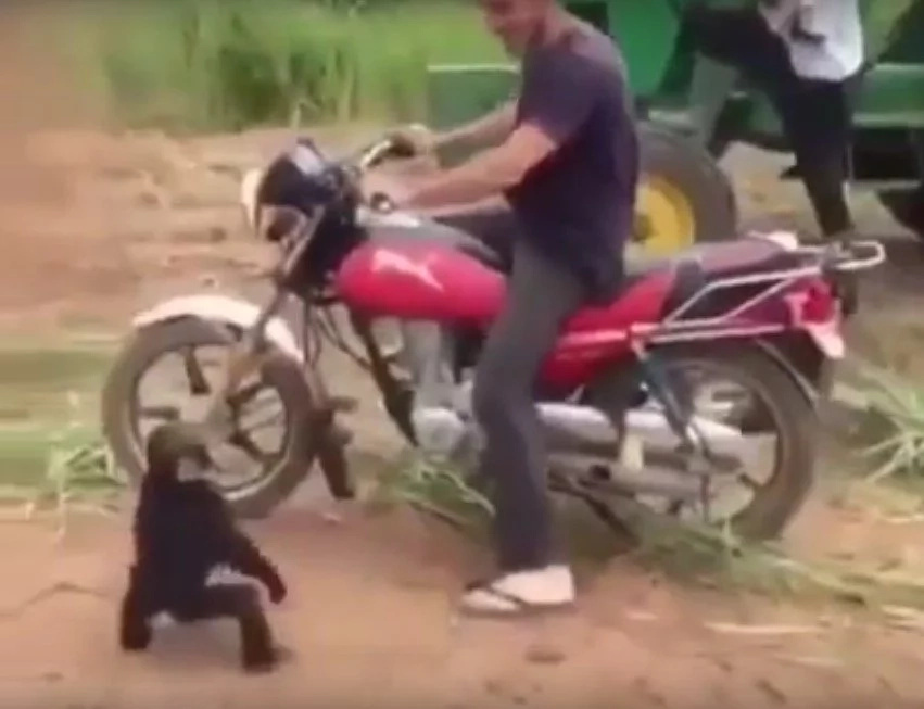 Cute Monkey Goes Berserk When He Isn't Allowed To Ride A Motorcycle Cute Monkey Goes Berserk When He Isn't Allowed To Ride A Motorcycle