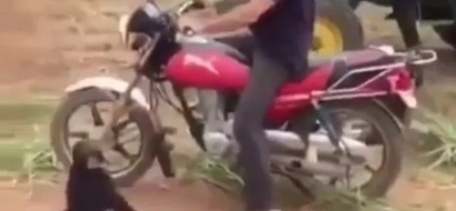 Cute Monkey Goes Berserk When He Isn't Allowed To Ride A Motorcycle