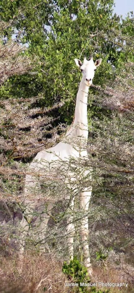 Ever seen an albino Giraffe? Here is one in Kenya