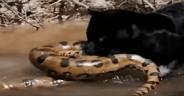 Watch this unlikely fight between two jungle cats & an anaconda Watch this unlikely fight between two jungle cats & an anaconda