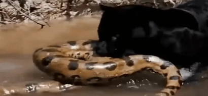Incredible video caught: Giant Anaconda Vs. Black Panther and a Jaguar!