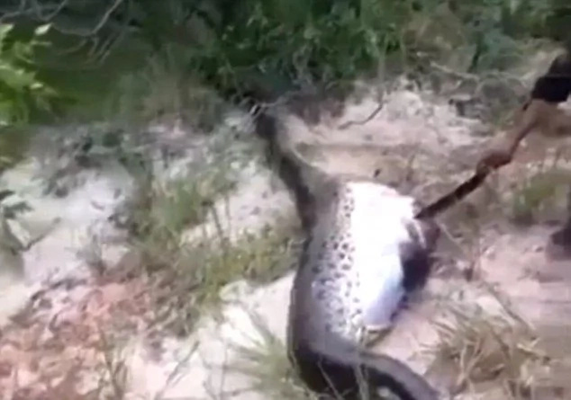 Locals cut snake open to find another predator inside Locals cut snake open to find another predator inside