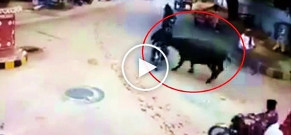 Aggressive carabao brutally knocks out unsuspecting motorcycle rider in India