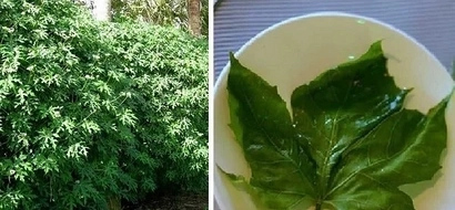 This plant is called “GOD’S GIFT” as it can cure more than 100 diseases!