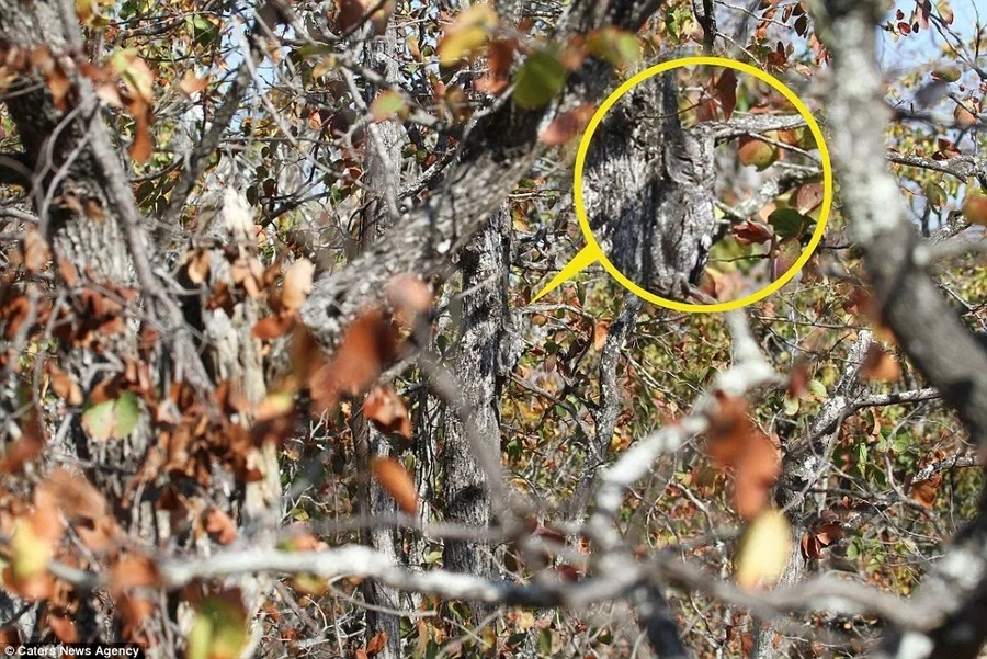 Can you see what’s hiding in these trees? Can you see what’s hiding in these trees?