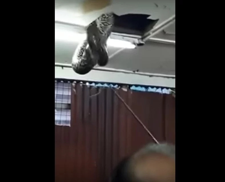 Giant Snake Falls From Ceiling In A Crowded Restaurant Giant Snake Falls From Ceiling In A Crowded Restaurant