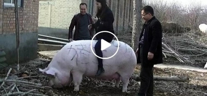 Gigantic 750 kg pig leaves his legacy as the Chinese Pig King