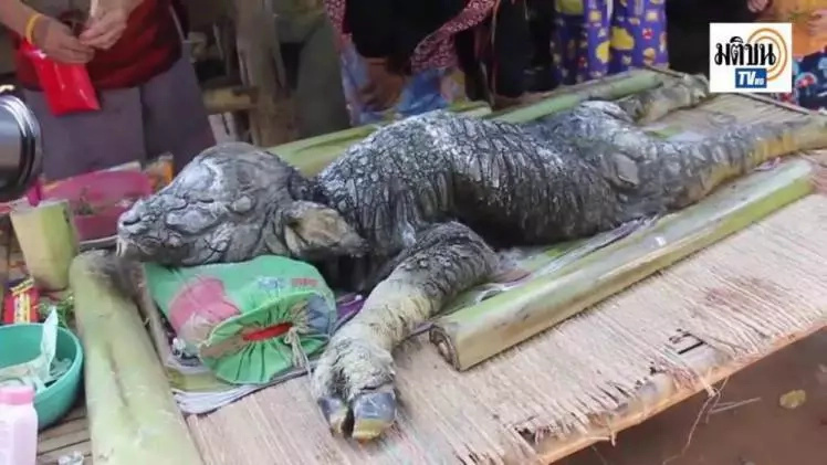 Animal Hybrid Of Bull And Crocodile Baffles Locals In Thailand Animal Hybrid Of Bull And Crocodile Baffles Locals In Thailand