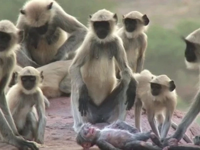 A Group Of Langur Monkeys Grieve Over A Robot Monkey