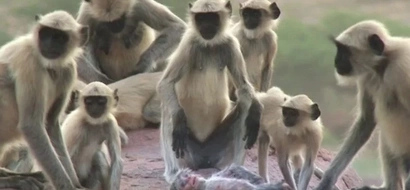 A Group Of Langur Monkeys Grieve Over A Robot Monkey