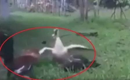 Duck caught fighting with two cocks Duck caught fighting with two cocks