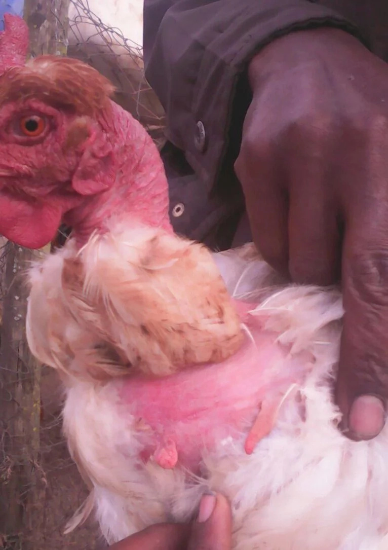 Narok hen develops what looks like real breast