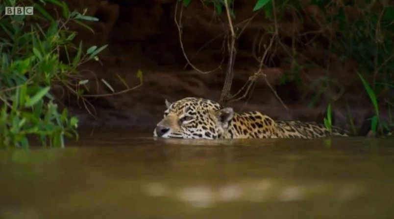 Incredible Footage Of A Jaguar Killing An Alligator By Crushing Its Skull Incredible Footage Of A Jaguar Killing An Alligator By Crushing Its Skull