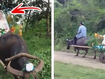 Bride rides a carabao carriage to church on her wedding day, amazes netizens with her unique, traditional "bridal car"