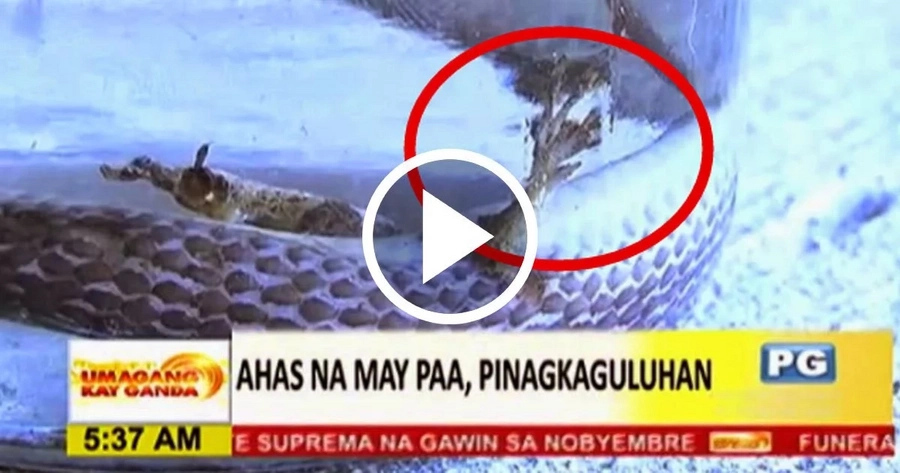 Deadly Snake With Legs Was Caught In Phillipines Deadly Snake With Legs Was Caught In Phillipines