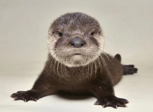 Find out how this orphaned baby otter was rescued and nursed back to health Find out how this orphaned baby otter was rescued and nursed back to health