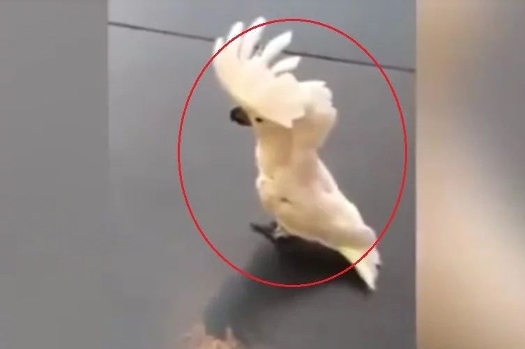 Netizen shares video of bird barking like a huge dog Netizen shares video of bird barking like a huge dog