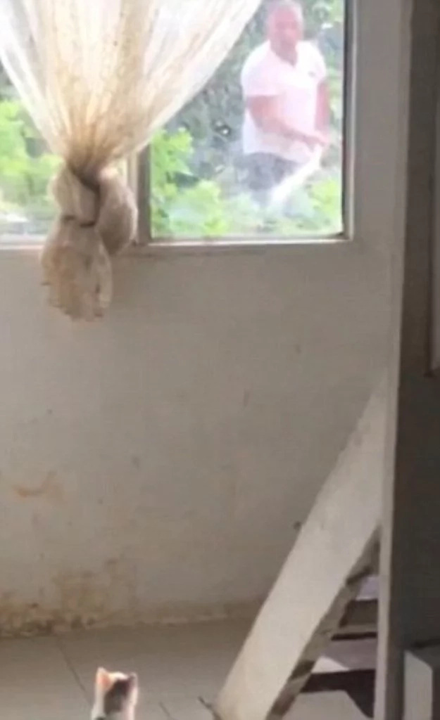 Wild and hungry cobra repeatedly HEADBUTTS window to get inside house (see photos, video)