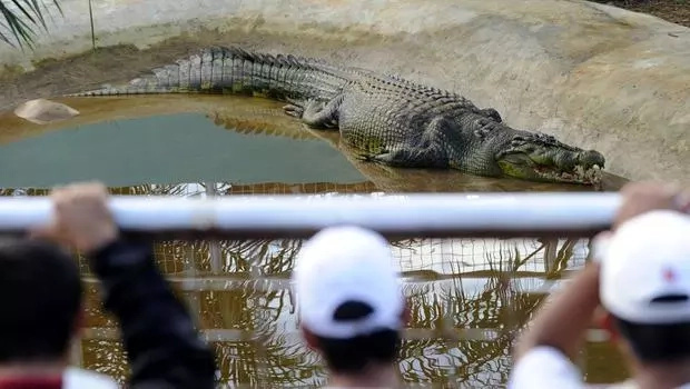 lolong lolong