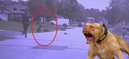 A police officer saved the lives of two girls that were attacked by a pair of vicious pitbulls