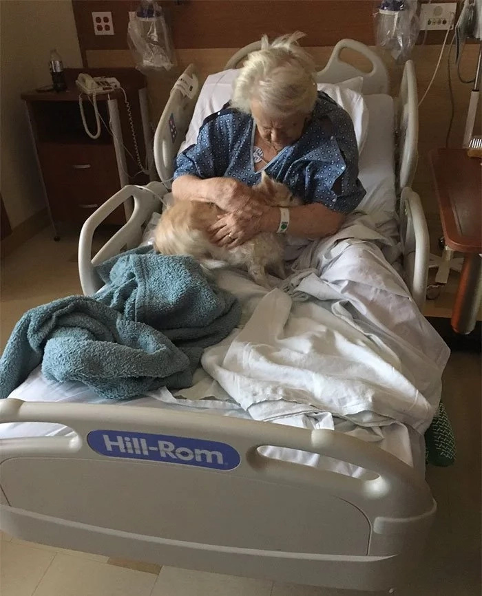 Girl smuggles dog in hospital to make grandma happy Girl smuggles dog in hospital to make grandma happy