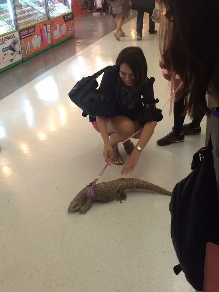 This girl was surprised with a lizard This girl was surprised with a lizard